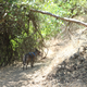 Illustration for article titled Toby Hike Day: Wellbarn Road to San Joaquin River Trail